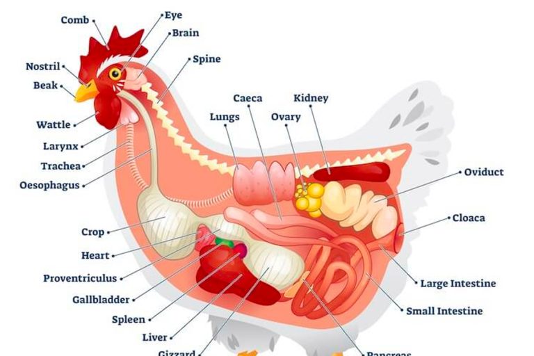 Basic Chicken Anatomy The Chicken Bawks