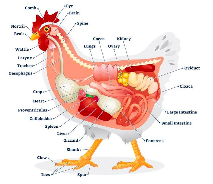 chicken anatomy diagram