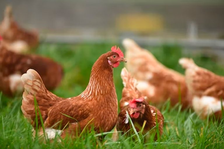 remedies for sick chickens