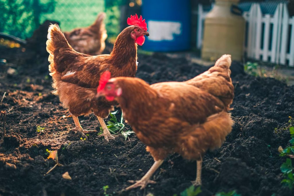 using chickens for gardening