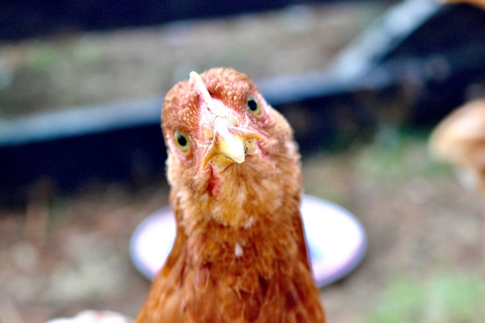 Funny chicken facts