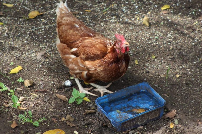 Keep chickens cool in summer heat